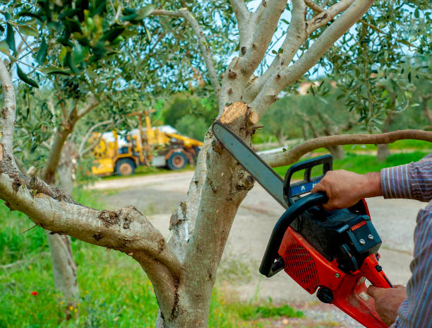 Best Best Tree Removal Services  in Brush Prairie, WA